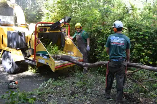 tree services Van Meter